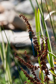 Anax imperator