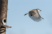 Mésange charbonnière