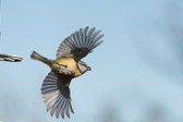 Mésange bleue