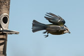 Mésange bleue