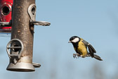 Mésange charbonnière