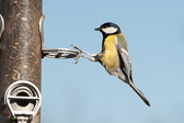 Mésange charbonnière