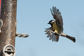 Mésange charbonnière