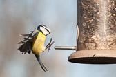 Mésange bleue