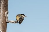 Mésange charbonnière