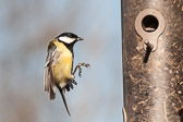 Mésange charbonnière