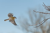 Mésange charbonnière