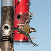 Mésange charbonnière