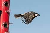 Mésange charbonnière