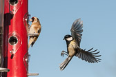 Mésange charbonnière et Chardonneret élégant