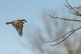 Mésange charbonnière