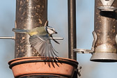 Mésange bleue