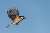 Mésange charbonnière