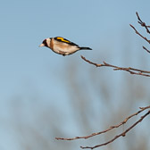 Chardonneret élégant