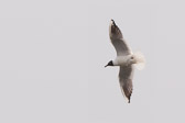 mouette rieuse