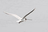 mouette rieuse