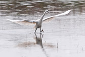 Aigrette garzette