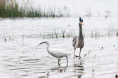 Aigrette garzette et héron cendré