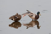 Canards colvert