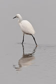 Aigrette garzette