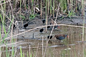 Famille de râles d'eau