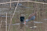 Famille de râles d'eau