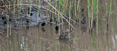 Famille de râles d'eau