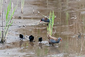 Famille de râles d'eau