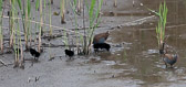 Famille de râles d'eau