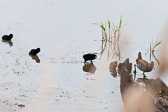 Famille de râles d'eau