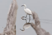 Aigrette garzette