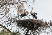 Cigogne blanche