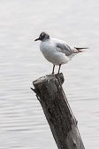 Mouette rieuse