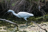 Aigrette garzette