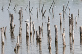 Mouettes rieuses