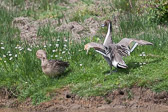 Canards pilet