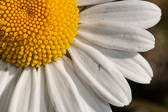 Marguerite