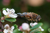 Abeille sur cotonéaster