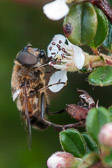 Abeille sur cotonéaster