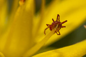 Araignée rouge