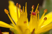 Araignée rouge sur sédum floriferum