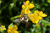 Abeille sur genet rampant