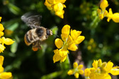 Abeille sur genet rampant