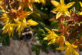 Abeille sur sédum floriferum